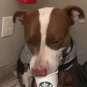 Meet your Posher, Alvin